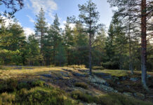 Mene metsään!