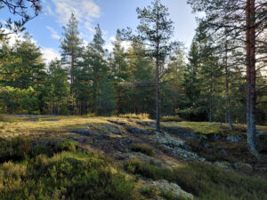 Mene metsään!