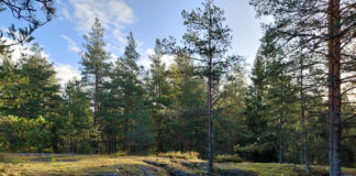 Mene metsään!
